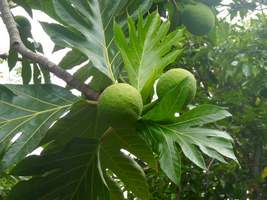 Arbre à pain, fruit , Artocarpus altilis, arbre foret moyenne, ecosysteme tropical, guadeloupe