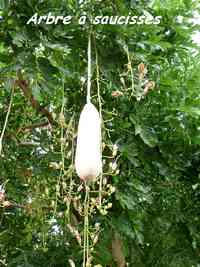 Arbre à saucisses, Kigelia africana, Grand Bourg, Marie Galante