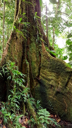 arbre contreforts grand etang Guadeloupe