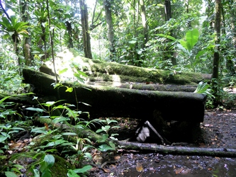 arbre coupé maison de la foret guadeloupe