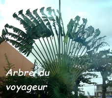 arbre du voyageur arbre guadeloupe