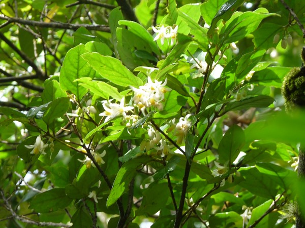 Arbre en fleur, piton bouillante L