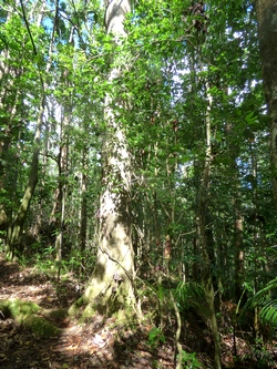 arbre la rose Moreau guadeloupe