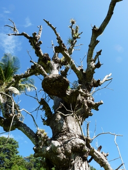 arbre mort trace du prince Ste anne