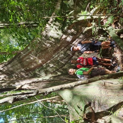 arbre remarquable Morne bois d inde la stele, Deshaies