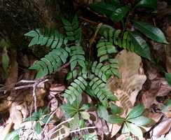 arbre Samanea, ferry, Deshaies, basse terre, guadeloupe