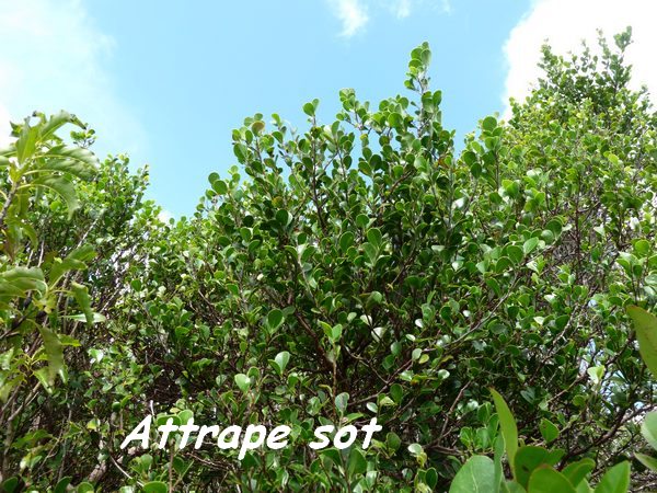 Attrape sot, Xylosma buxifolia, barre de cadoue