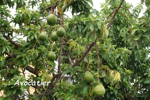 avocatier arbre jardins guadeloupe