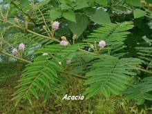 arbuste foret seche, ecosysteme tropical, guadeloupe, antilles