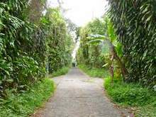 allée, balade, saut matouba, basse terre, guadeloupe, antilles