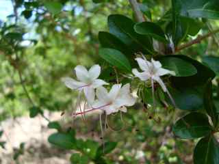 balade , morne morel, les saintes, arbuste, foret seche, guadeloupe