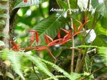 balade armistice, herbacée, foret humide, guadeloupe