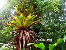 ananas grand bois, Glomeropitcairnia penduliflora , armistice, basse terre, epipphyte, foret humide, guadeloupe