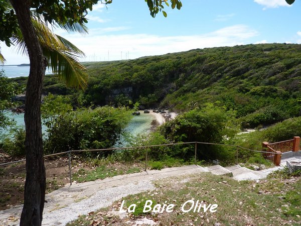 baie olive TGT5 L