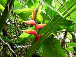 balisier, herbacée, soufrière , guadeloupe