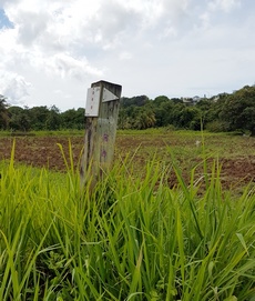 balisage foret pte bacchus pt bourg Guadeloupe