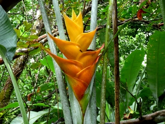 balisier rivière bras david guadeloupe