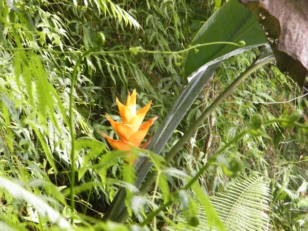 Balisier, Heliconia caribaea, 