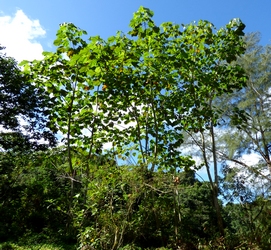 Balsa riviere bras david petit bourg guadeloupe