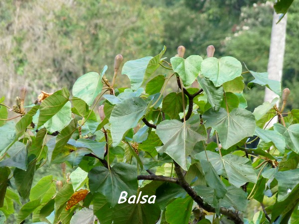 balsa feuilles grivelière L