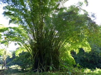 bambou arbre rivière bras david petit bourg Guadeloupe