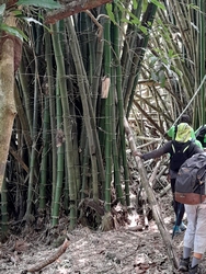 bambou coulée ouliée Grand Bourg marie galante