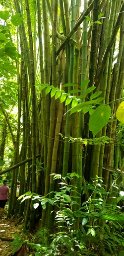 bambous rivière moustique petit bourg Guadeloupe