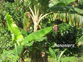 bananier, bras de fort, goyave, guadeloupe