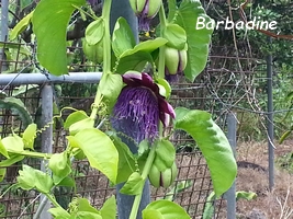 barbadine grimpantes guadeloupe