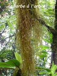 barbe à l`arbre,Tillandsia usneoïdes, mousse, chute galion, basse terre sud, guadeloupe