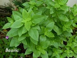 BASILIC PLANTE AROMATIQUE GUADELOUPE