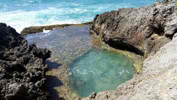 bassin oursins, littoral ste anne, grande terre, guadeloupe