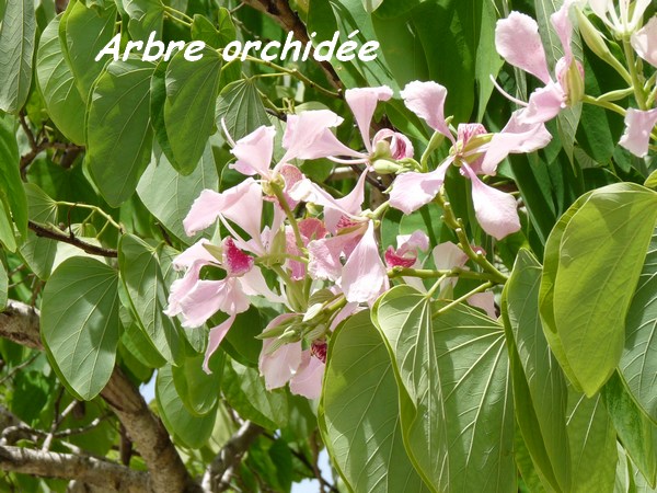 Arbre orchidée, Bauhinia monandra, sentier des Hauts de Capesterre