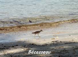 Bécasseau, Calidris pusilla, Petit Havre