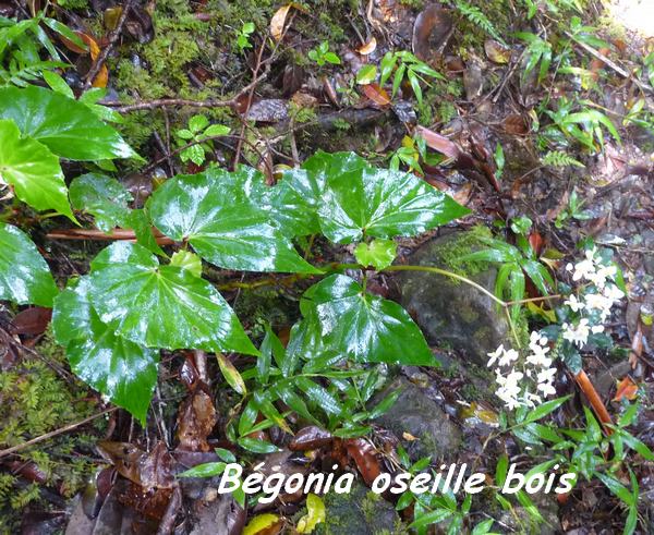 Begonia obliqua, oseille bois, Piton de Bouillante