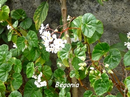 begonia fleur guadeloupe