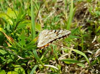 belle dame papillon falaise anse bertrand Guadeloupe