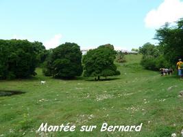 Bernard, Section Petit Havre