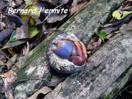 bernard l`ermite, morne cadet, gourbeyre, Sud basse terre