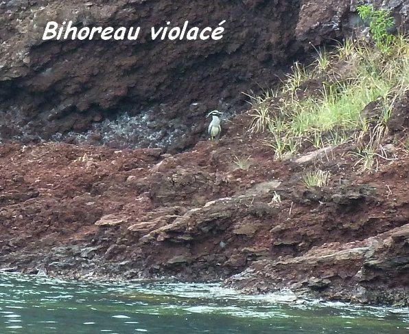 Crabier, Bihoreau violacé, Pte Lézard, Bouillante