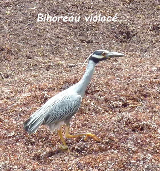 Bihoreau violacé, Terre de bas, Guadeloupe