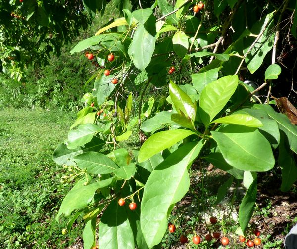 bois cabri bâtard, Bourreria succulenta, Moule bois baron, grande terre nord, guadeloupe