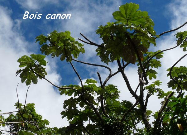 Cecropia sheberiana, soufrière, 