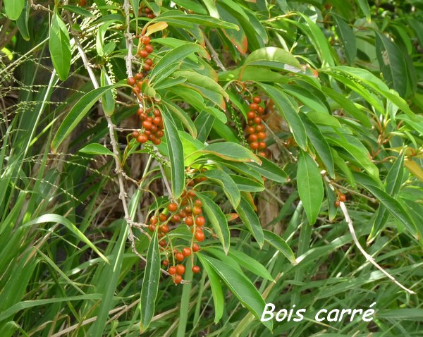 bois carré, Citharexylum spinosum, arbre, foret seche, gros morne, deshaies, basse terre