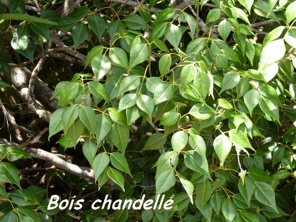 bois chandelle désirade L