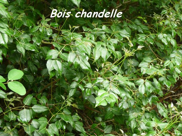 Amyris elemifera, Bois chandelle, Poyen