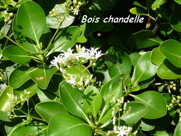 bois chandelle pte chateaux L