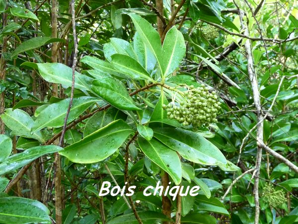 Ardisia obovata, Maisoncelle, Guadeloupe