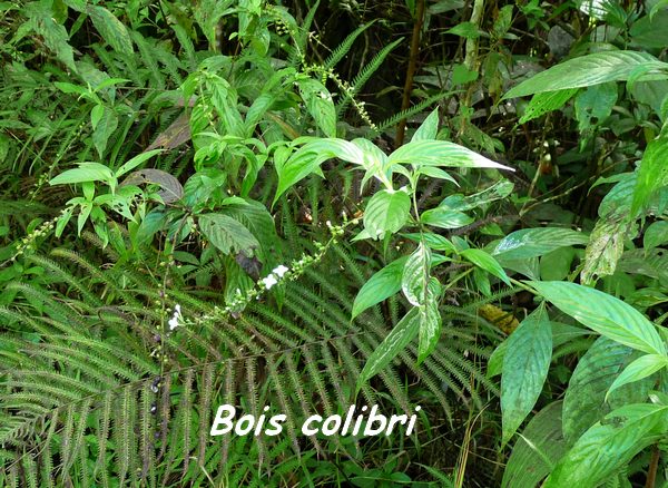 Bois colibri, Gonzalagunia hirsuta, Contrebandiers, Guadeloupe