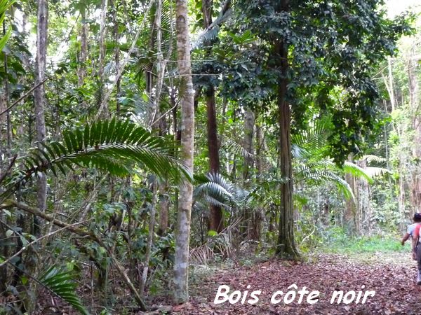 bois côte noir, galbas